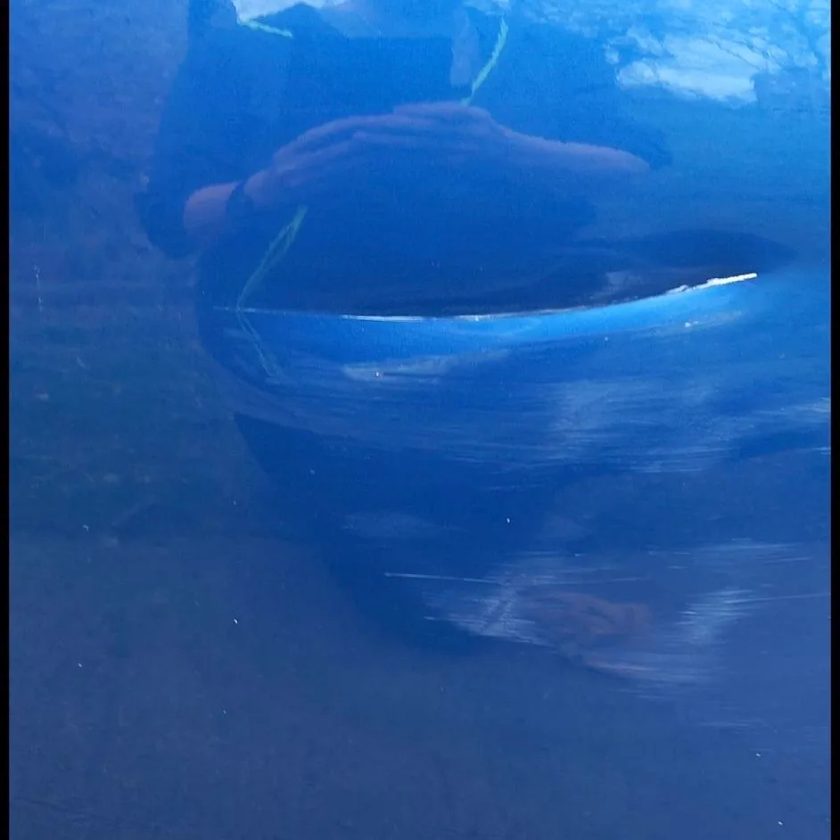 Blue door scrape repair before repair
